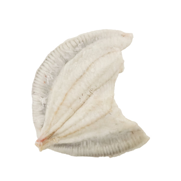 急凍西班牙多寶魚片/Frozen Spain Royal Turbot Fillet